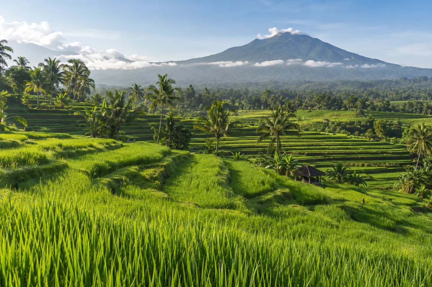 Jatiluwih Rice Terraces & Balinese Countryside Walk