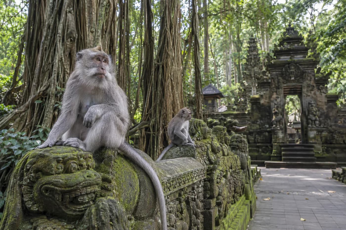Ubud Sacred Monkey Forest & Rice Terrace Tour